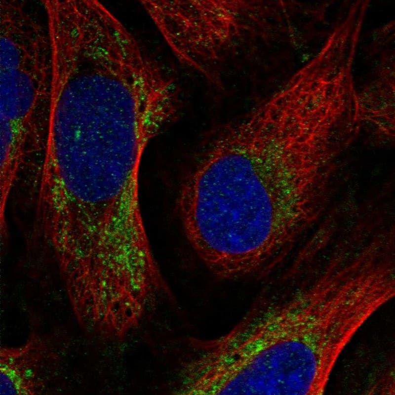 Staining of human cell line U-2 OS shows localization to mitochondria.