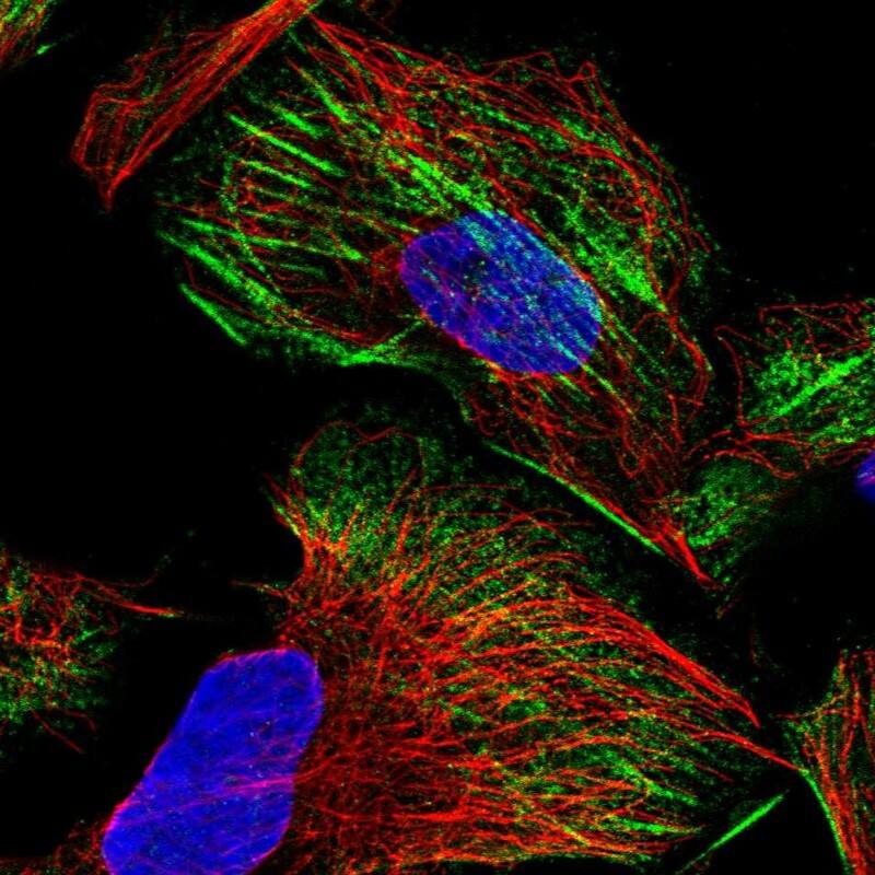 Staining of human cell line U-2 OS shows localization to actin filaments.