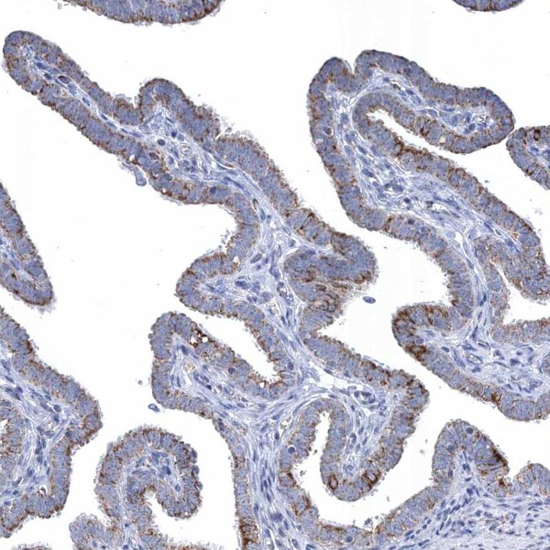 Staining of human fallopian tube shows cytoplasmic positivity in glandular cells.