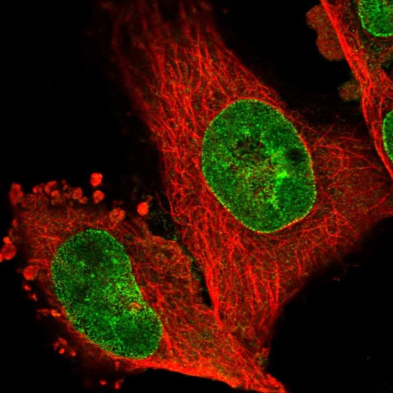 Immunocytochemistry/ Immunofluorescence NHSL1 Antibody - BSA Free