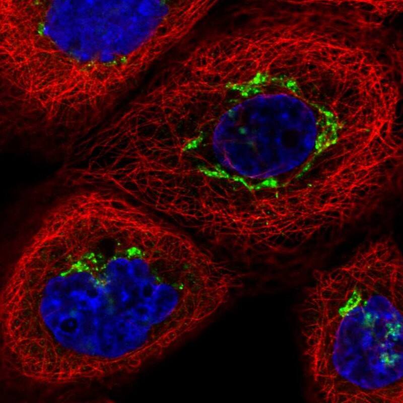 Immunocytochemistry/ Immunofluorescence TJAP1 Antibody - BSA Free