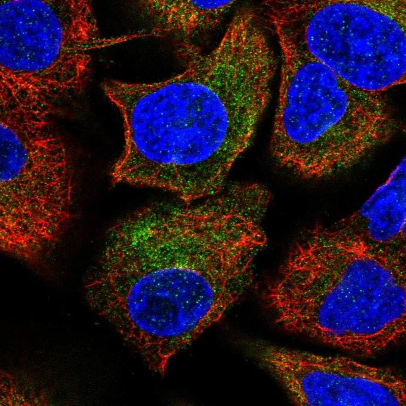Immunocytochemistry/ Immunofluorescence PSMB10/MECL1 Antibody - BSA Free
