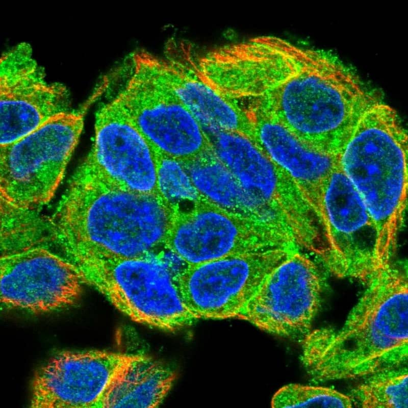 Immunocytochemistry/ Immunofluorescence MARCKS like protein Antibody - BSA Free