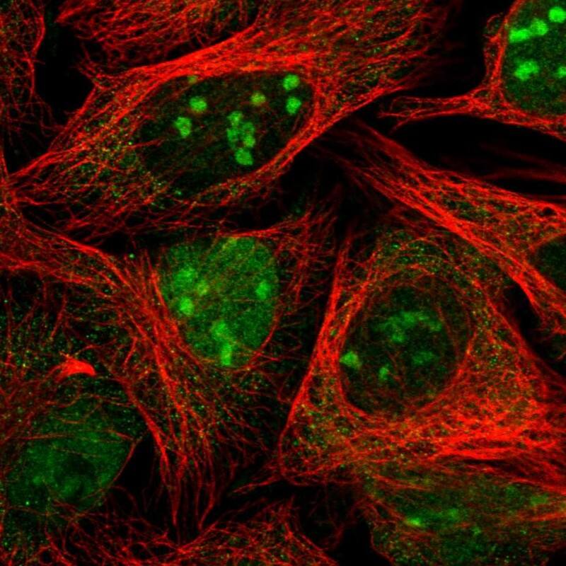 Staining of human cell line U-2 OS shows localization to nucleus & nucleoli.