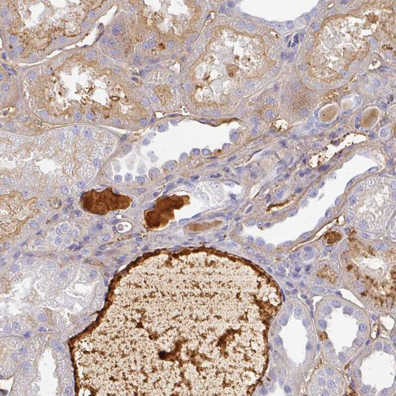 Staining of human kidney shows strong positivity in plasma.