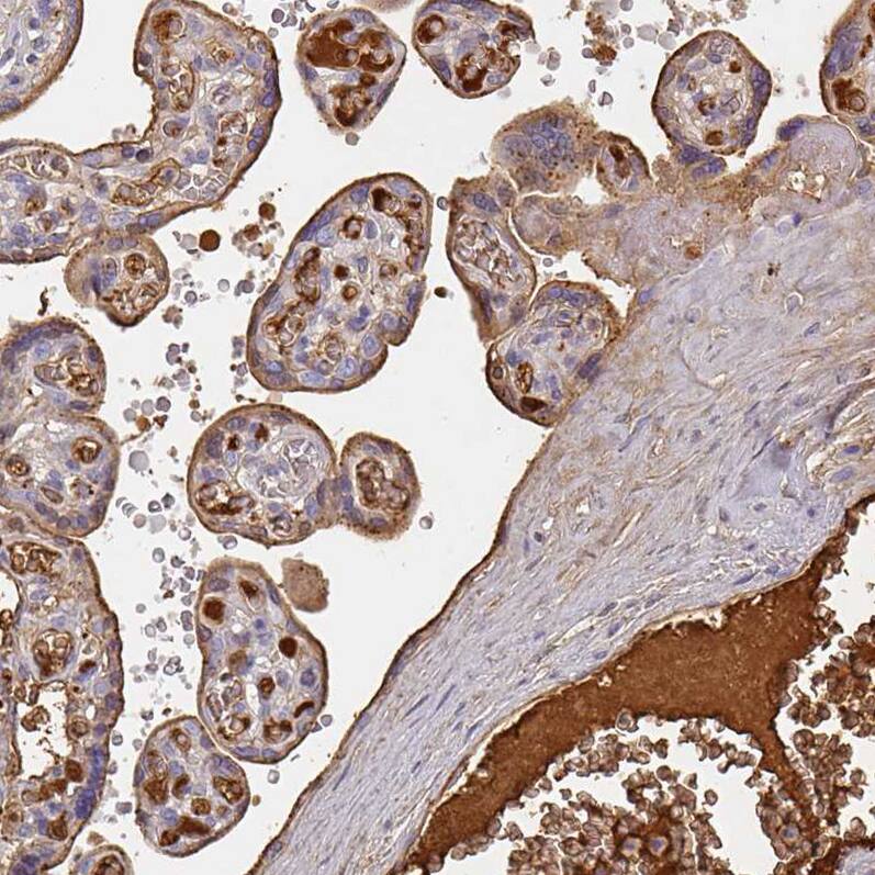 Staining of human placenta shows strong positivity in plasma.