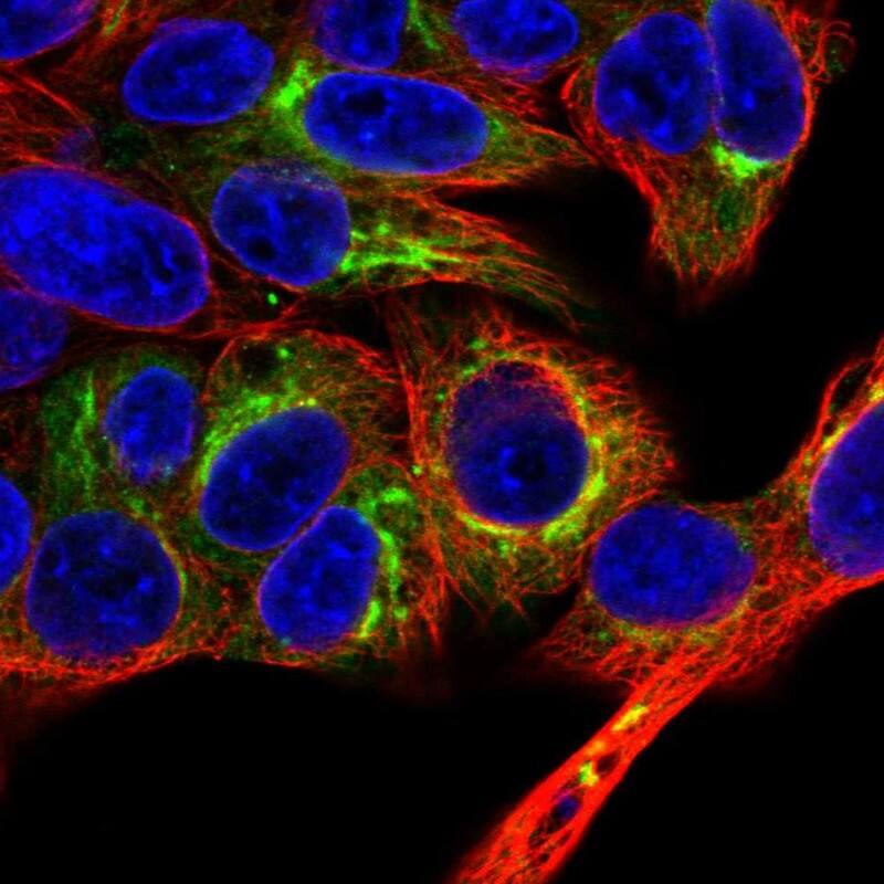 Staining of human cell line Hep G2 shows localization to endoplasmic reticulum & the Golgi apparatus.