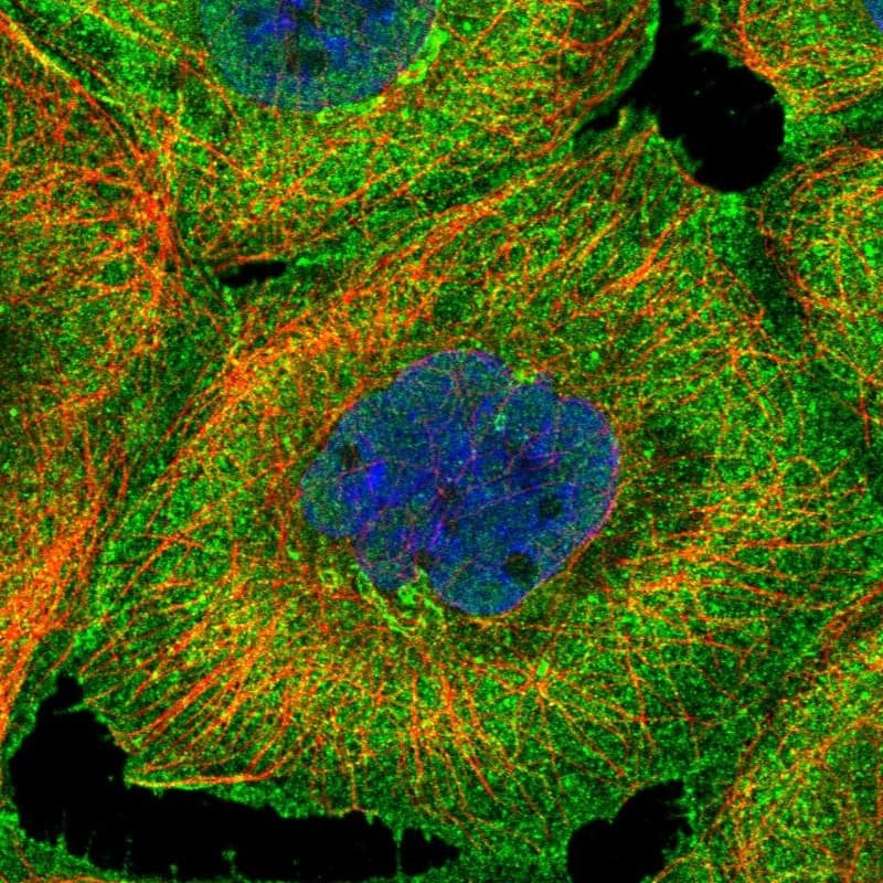 Immunocytochemistry/ Immunofluorescence BSDC1 Antibody - BSA Free