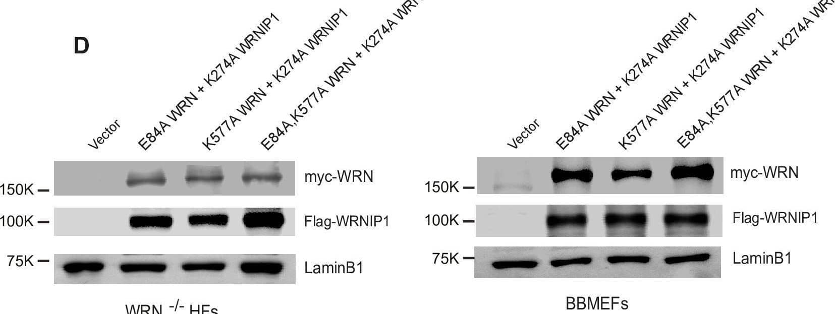 siRNA knockdown efficiency of WRNIP1 and stable expression of WT and mutant WRN and WRNIP1 proteins.(A) (i) Schematic representation of WRNIP1 protein. The positions of UBZ, siRNA target site, the core ATPase domain, and the position of K274A mutation in this domain are indicated. (ii) The sequence of the conserved Walker A motif containing the ATP-binding-deficient K577A mutation in WRN or K274A mutation in WRNIP1 is shown. (iii) Western blot analyses of the efficiency of WRNIP1 knockdown in HFs and BBMEFs. (B) Western blot analyses of stable expression of WT and mutant WRN proteins in WRN-/- HFs (left) and BBMEFs (right). (C) Western blot analyses of stable expression of WT and mutant WRNIP1 proteins in WT HFs (left) and BBMEFs (right). (D) Western blot analyses of stable expression of combinations of WRN and WRNIP1 mutant proteins in WRN-/- HFs (left) and BBMEFs (right).Figure 1—figure supplement 1—source data 1.Original uncropped images for western blots shown in Figure 1—figure supplement 1.Figure 1—figure supplement 1—source data 2.Original uncropped images for western blots shown in Figure 1—figure supplement 1 (labelled).Original uncropped images for western blots shown in Figure 1—figure supplement 1.Original uncropped images for western blots shown in Figure 1—figure supplement 1 (labelled). Image collected and cropped by CiteAb from the following open publication (//pubmed.ncbi.nlm.nih.gov/40900148), licensed under a CC-BY license. Not internally tested by Novus Biologicals.