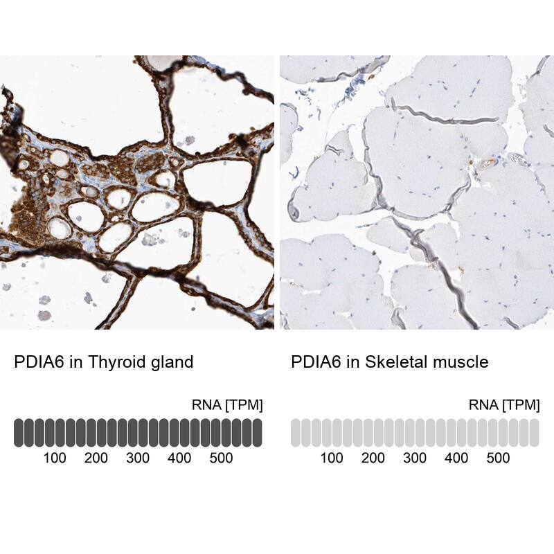<b>Genetic Strategies Validation and Orthogonal Strategies Validation.</b>Analysis in human thyroid gland and skeletal muscle tissues. Corresponding RNA-seq data are presented for the same tissues.