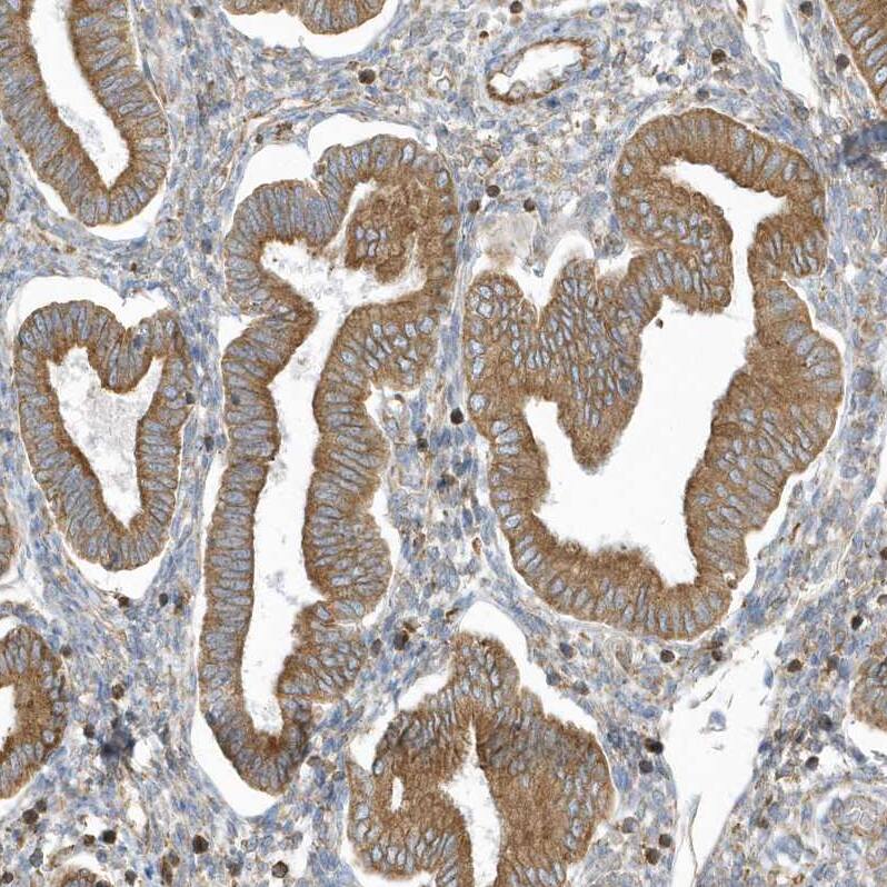 Staining of human endometrium shows moderate cytoplasmic positivity in glandular cells.