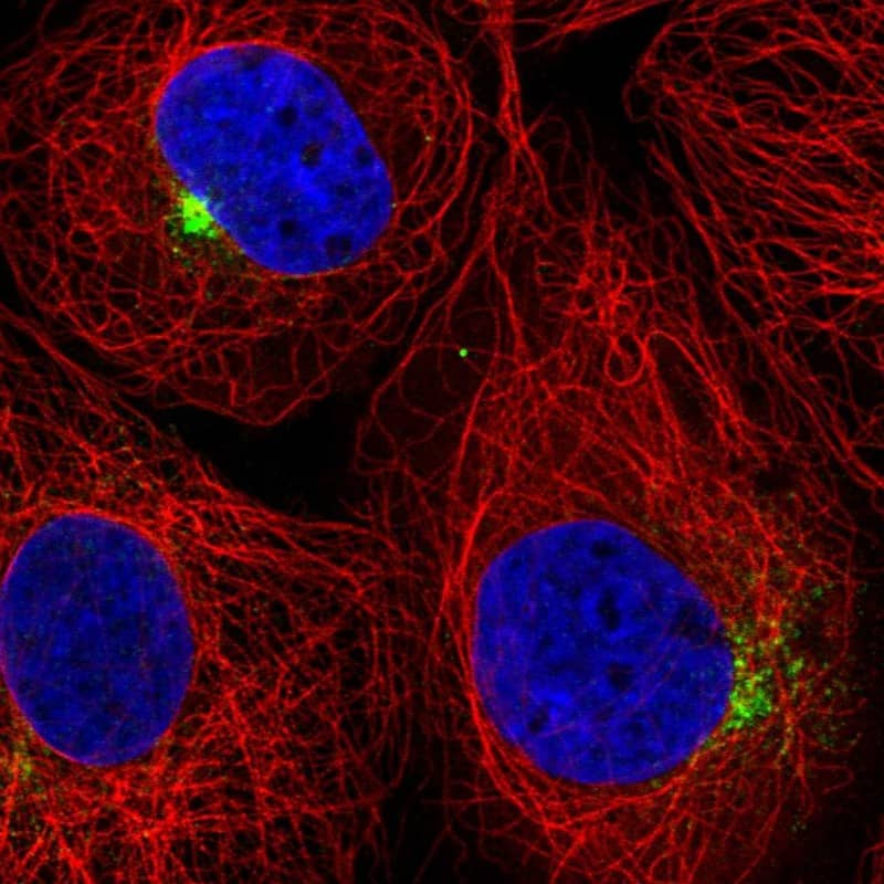 Immunocytochemistry/ Immunofluorescence SLC1A4 Antibody - BSA Free