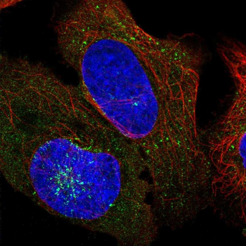 Staining of human cell line U-2 OS shows localization to cytosol, the Golgi apparatus & vesicles.