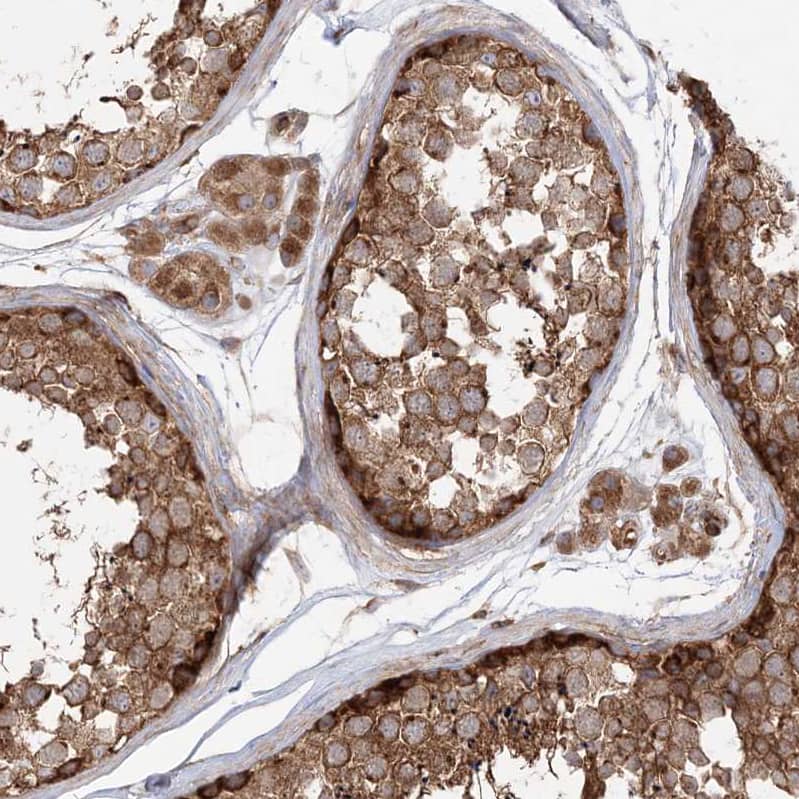 Staining of human testis shows moderate to strong cytoplasmic positivity in cells in seminiferous ducts and Leydig cells.