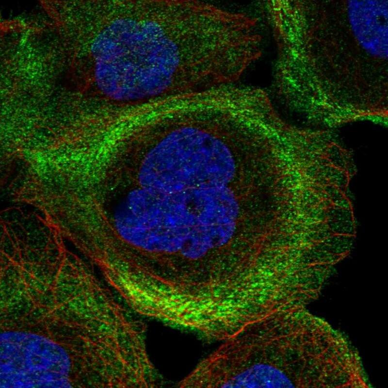 Immunocytochemistry/ Immunofluorescence PHLDB2 Antibody - BSA Free
