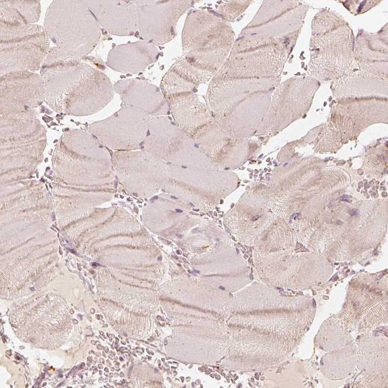 Immunohistochemistry-Paraffin GRASP55 Antibody - BSA Free