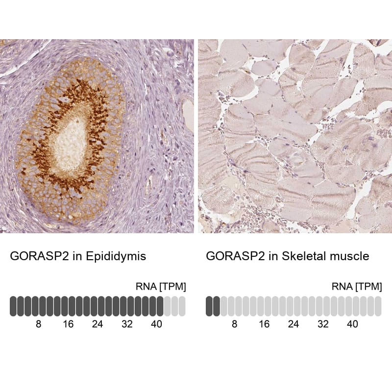 Immunohistochemistry-Paraffin GRASP55 Antibody - BSA Free