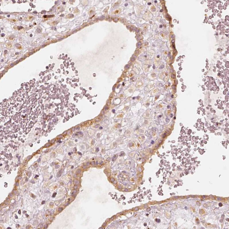 Immunohistochemistry-Paraffin GRASP55 Antibody - BSA Free