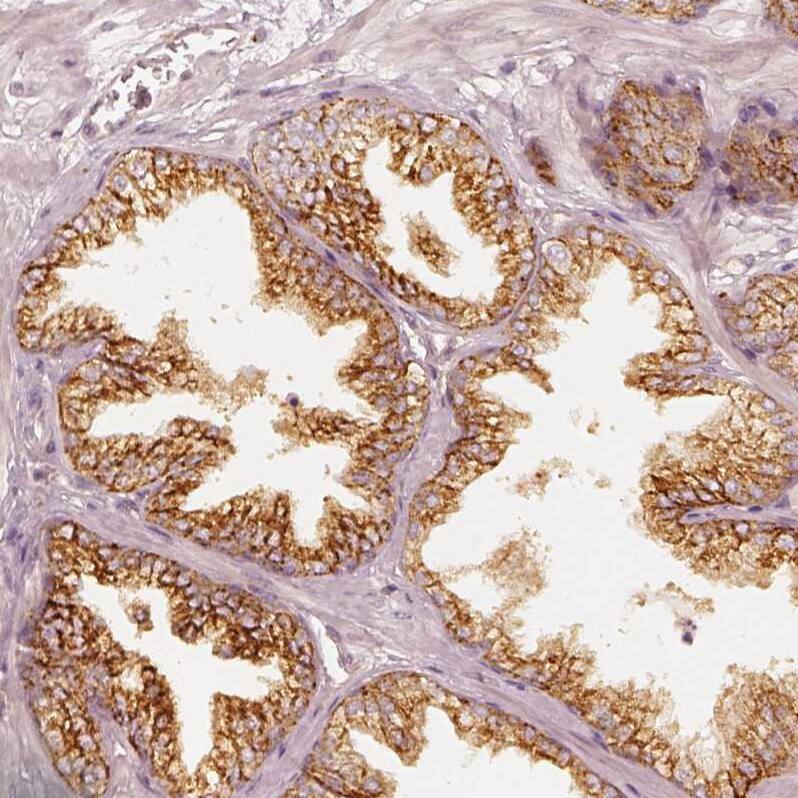 Immunohistochemistry-Paraffin GRASP55 Antibody - BSA Free
