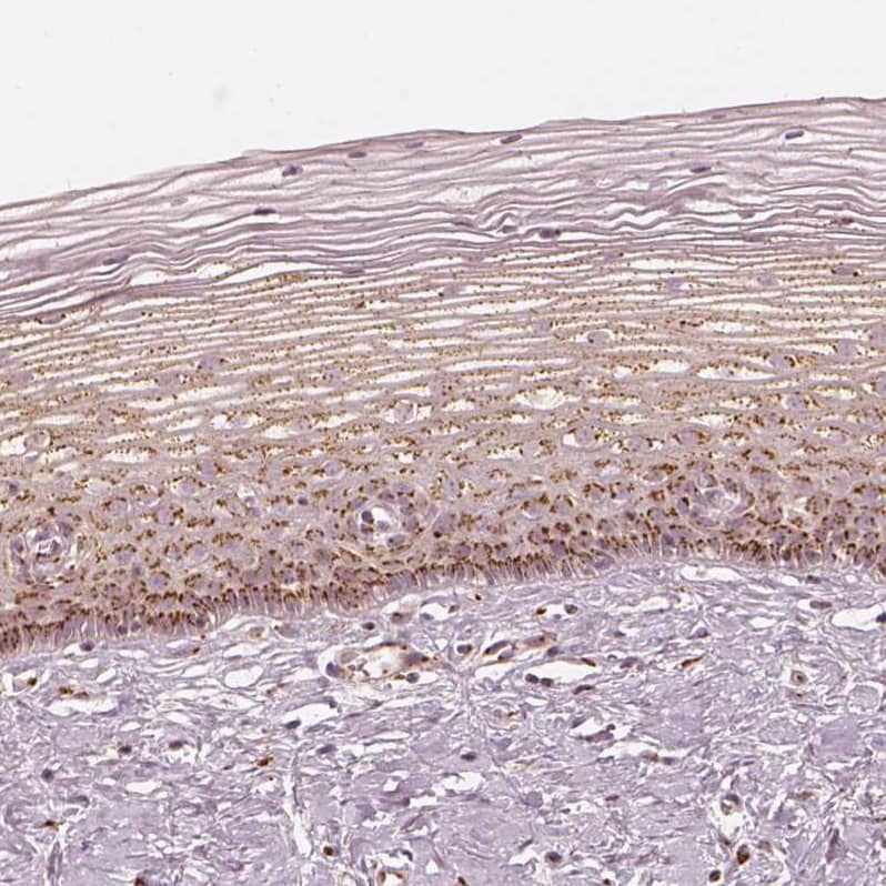 Immunohistochemistry-Paraffin GRASP55 Antibody - BSA Free