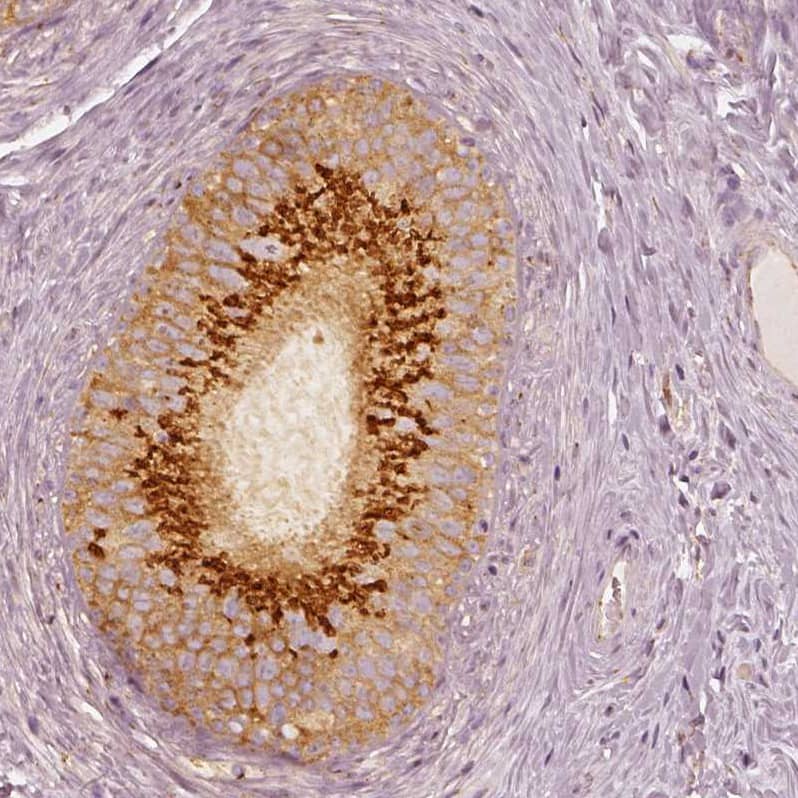 Immunohistochemistry-Paraffin GRASP55 Antibody - BSA Free