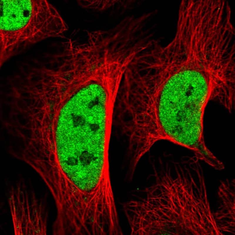 Staining of human cell line U-2 OS shows localization to nucleoplasm.