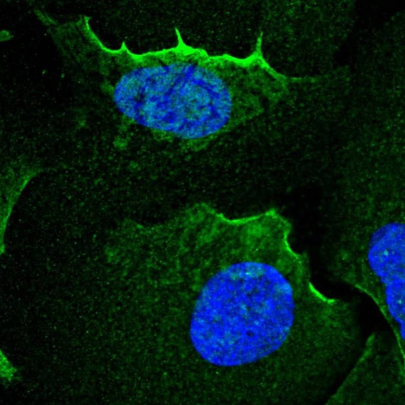 Staining of human cell line U-2 OS shows localization to nuclear bodies & plasma membrane.