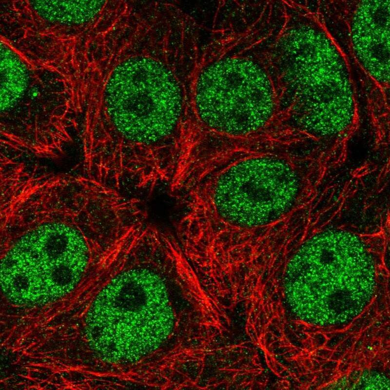 Staining of human cell line MCF7 shows localization to nucleoplasm.