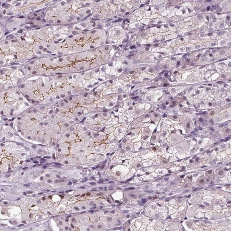 Immunohistochemistry-Paraffin SLC9A4 Antibody - BSA Free