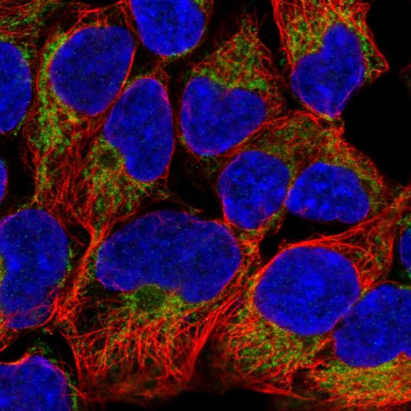 Staining of human cell line HEK 293 shows localization to mitochondria.