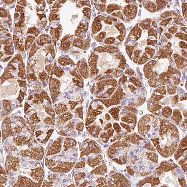 Staining of human stomach shows strong granular cytoplasmic positivity in glandular cells.