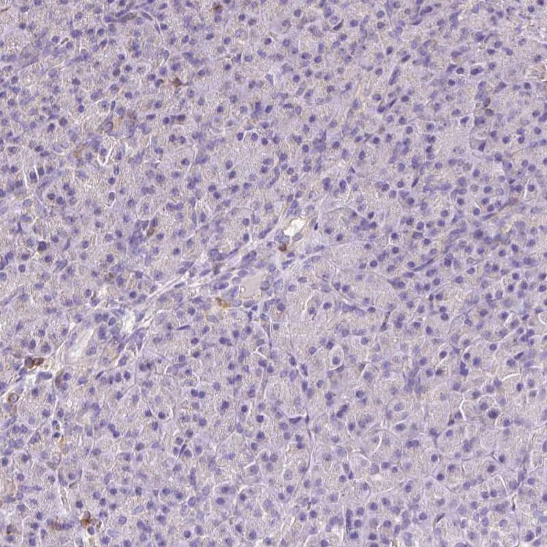 Staining of human pancreas shows no positivity in exocrine glandular cells as expected.
