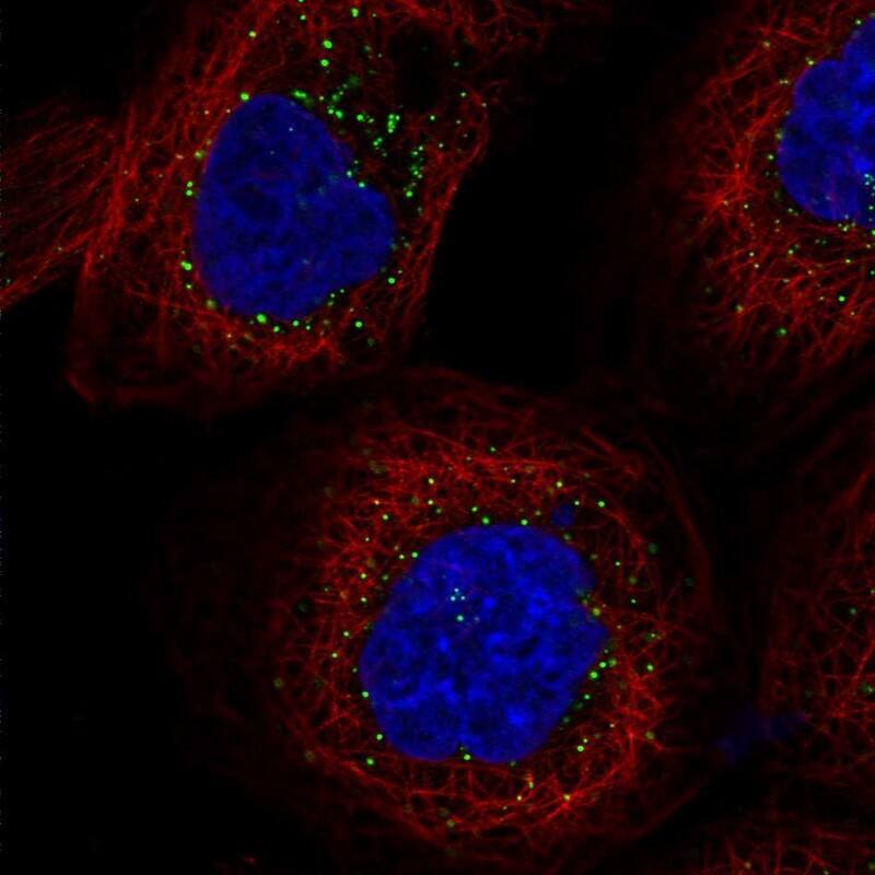 Immunocytochemistry/ Immunofluorescence FAM98A Antibody - BSA Free