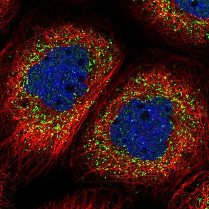 Immunocytochemistry/ Immunofluorescence NIF3L1 Antibody - BSA Free