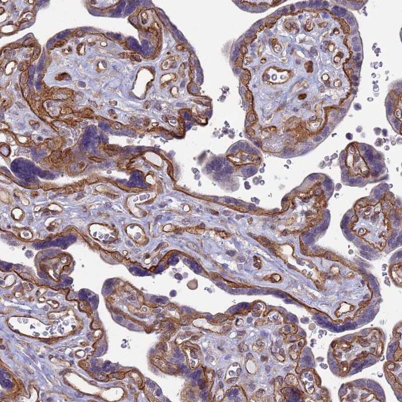 Staining of human placenta shows strong positivity in basement membrane in trophoblastic cells.