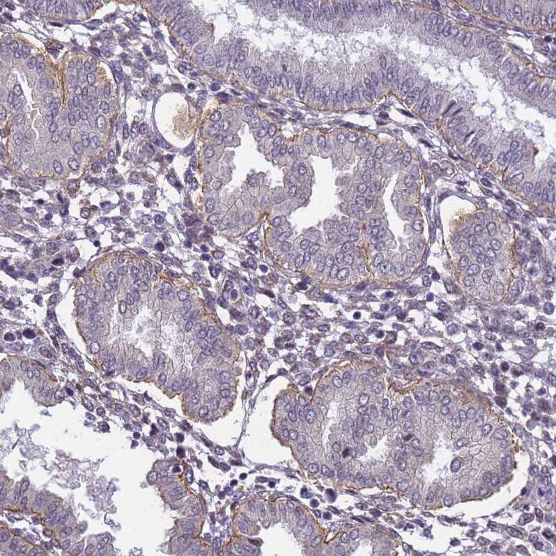 Staining of human endometrium shows moderate to strong membranous positivity in glandular cells.