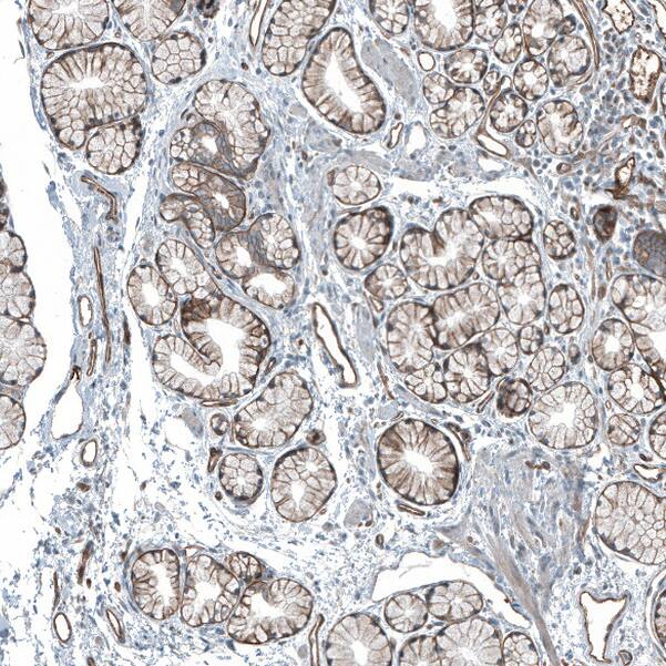 Staining of human duodenum shows strong membranous positivity in glandular cells.