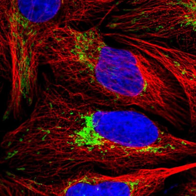 Staining of human cell line U-2 OS shows localization to mitochondria.
