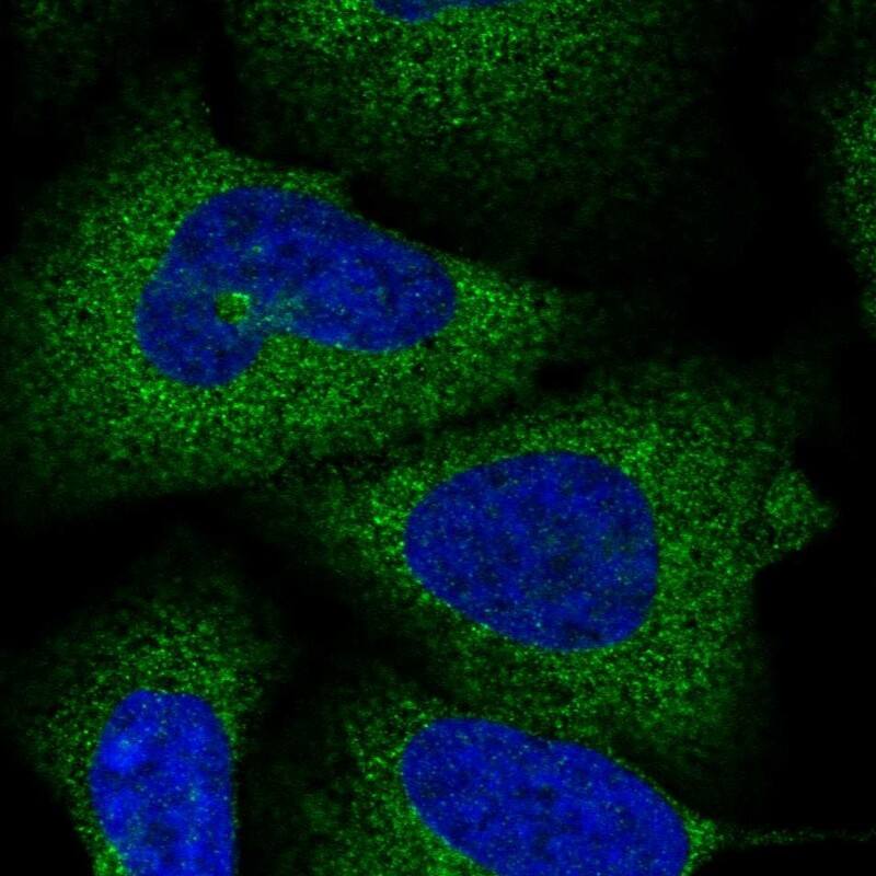 Staining of human cell line U-2 OS shows localization to cytosol.