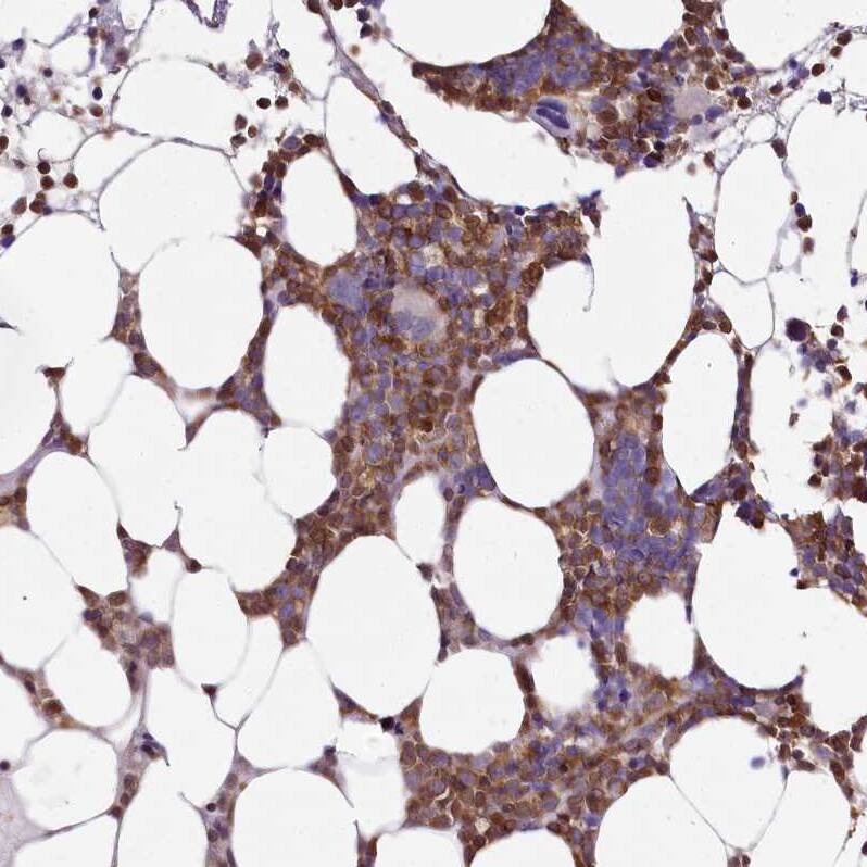 Immunohistochemistry-Paraffin DOCK2 Antibody - BSA Free