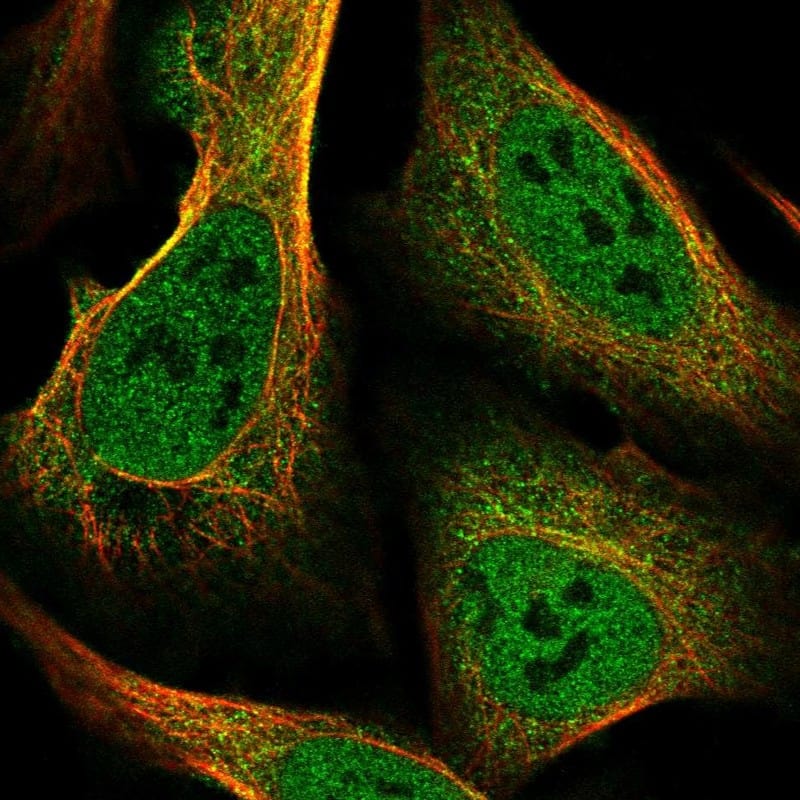 Staining of human cell line U-2 OS shows localization to nucleoplasm, plasma membrane & cytosol.