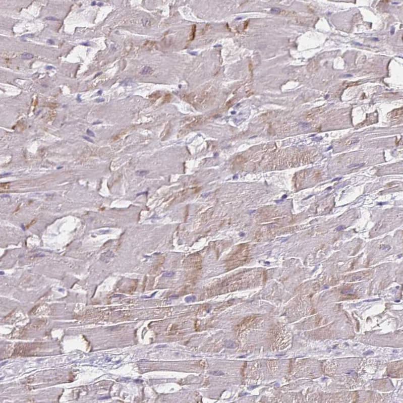 Immunohistochemistry-Paraffin HOMER1 Antibody - BSA Free