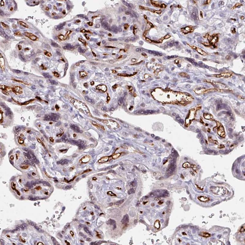 Staining of human placenta shows moderate to strong membranous positivity in endothelial cells.