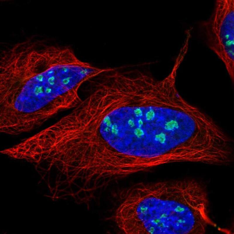 Staining of human cell line U-2 OS shows localization to nucleoli & nuclear bodies.