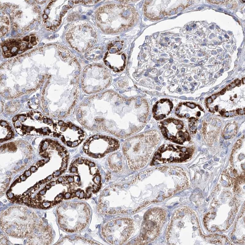 Staining of human kidney shows strong granular cytoplasmic positivity in cells in distal tubules.