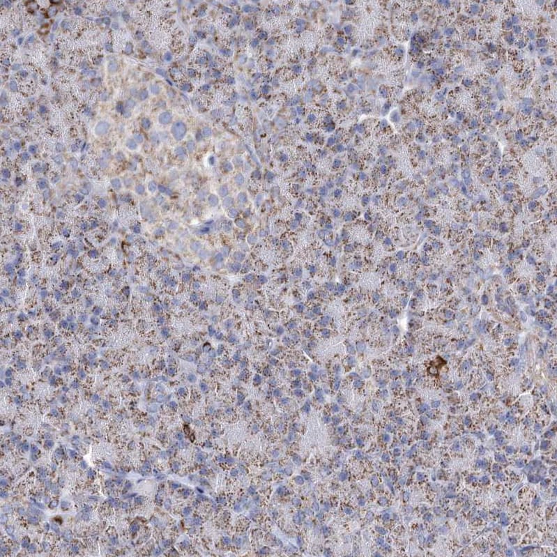 Staining of human pancreas shows weak to moderate granular cytoplasmic positivity in exocrine glandular cells.