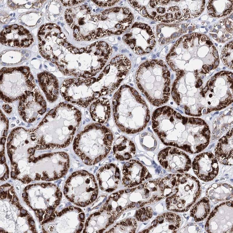 Staining of human kidney shows high expression.