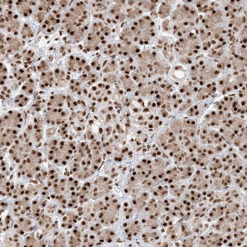 Staining of human pancreas shows strong nuclear positivity in exocrine glandular cells.
