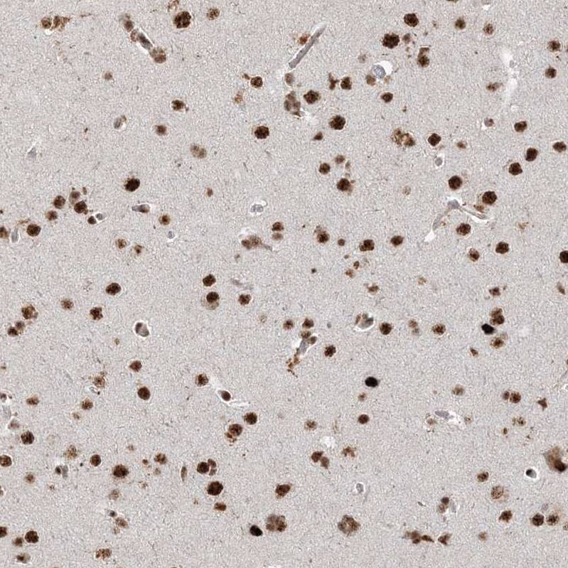 Staining of human cerebral cortex shows strong nuclear positivity in neurons.