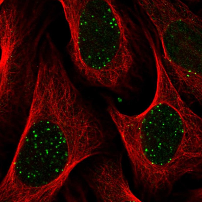 Staining of human cell line U-2 OS shows localization to nuclear bodies.